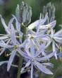 Camassia cusickii.jpg